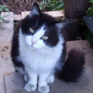 Les Chats du Pont du Diable


